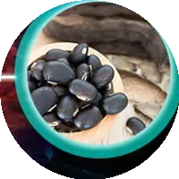 Kauncha